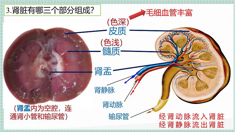 9.2尿的形成与排出 PPT BSD第8页