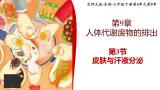 北师大版初中生物 七年级下册 9.3皮肤与汗液分泌（PPT+教案）