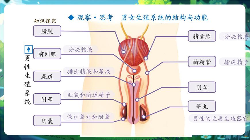 【大單元教學(xué)】人教版（新教材）生物七下 4.1.1人的生殖 課件 課件(共32張PPT)+視頻素材第5頁