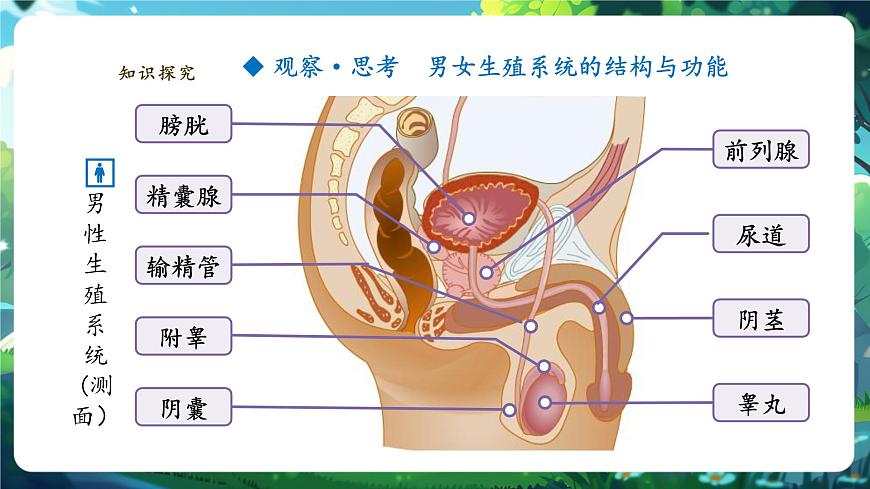 【大單元教學(xué)】人教版（新教材）生物七下 4.1.1人的生殖 課件 課件(共32張PPT)+視頻素材第6頁