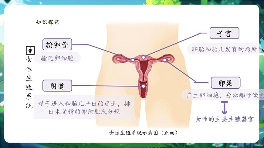 【大單元教學(xué)】人教版（新教材）生物七下 4.1.1人的生殖 課件 課件(共32張PPT)+視頻素材第8頁