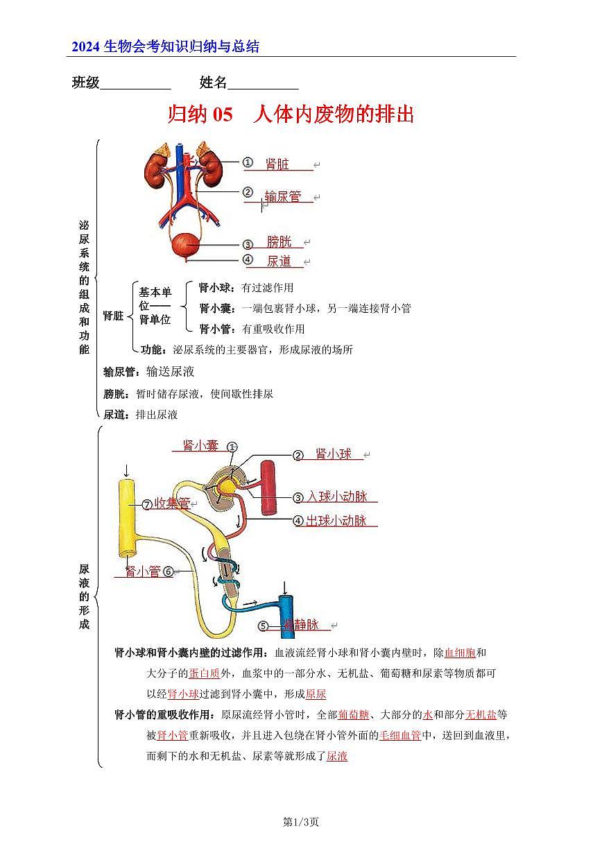 7年級下冊人教版生物期末復(fù)習(xí)05   人體內(nèi)廢物的排出（晨讀版）學(xué)案第1頁