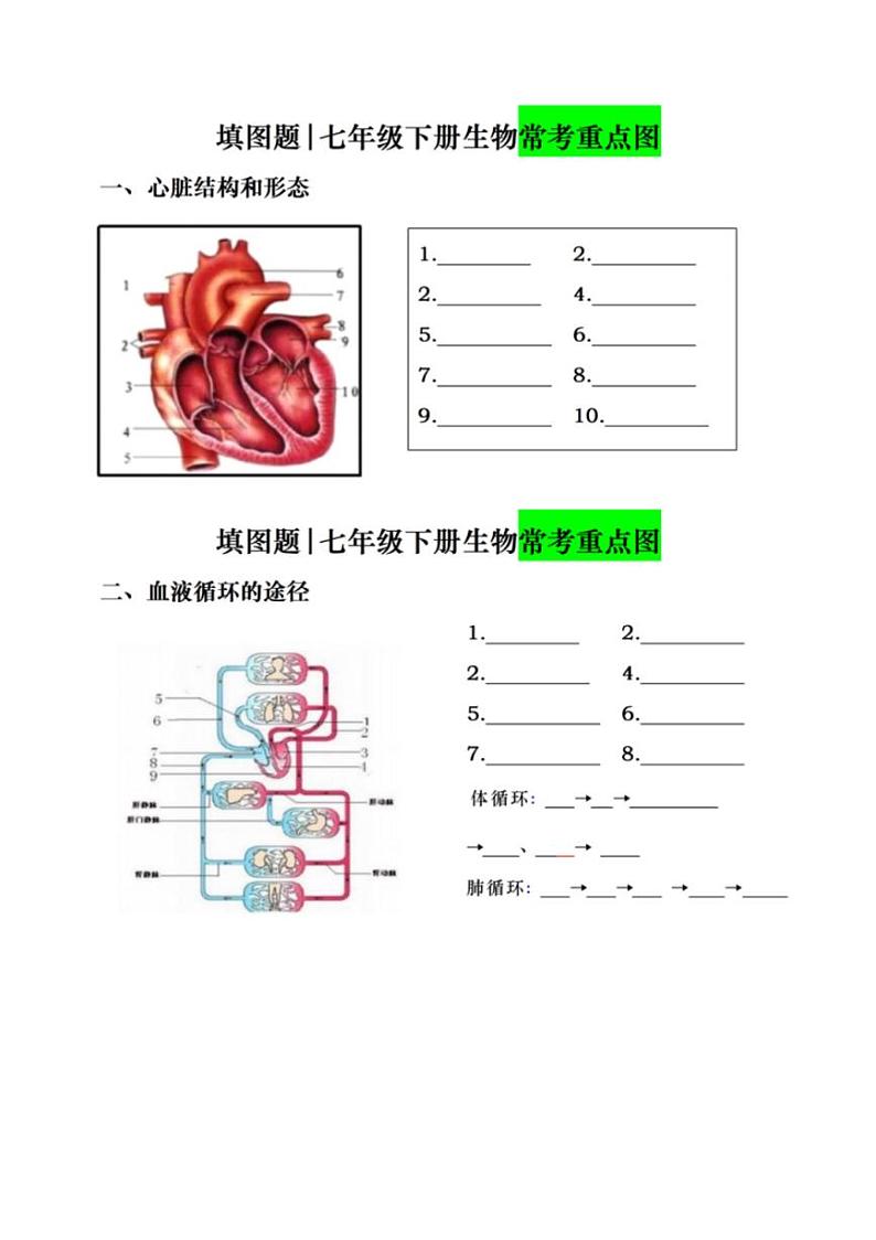 7年级下册人教版生物期末复习常考填图题(空白)学案第1页