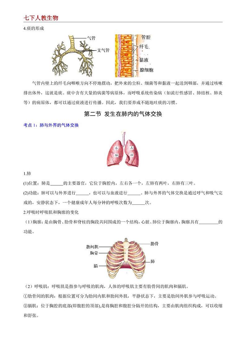 7年级下册人教版生物期末复习第三章 人体的呼吸 【速记清单】(原卷版)第3页