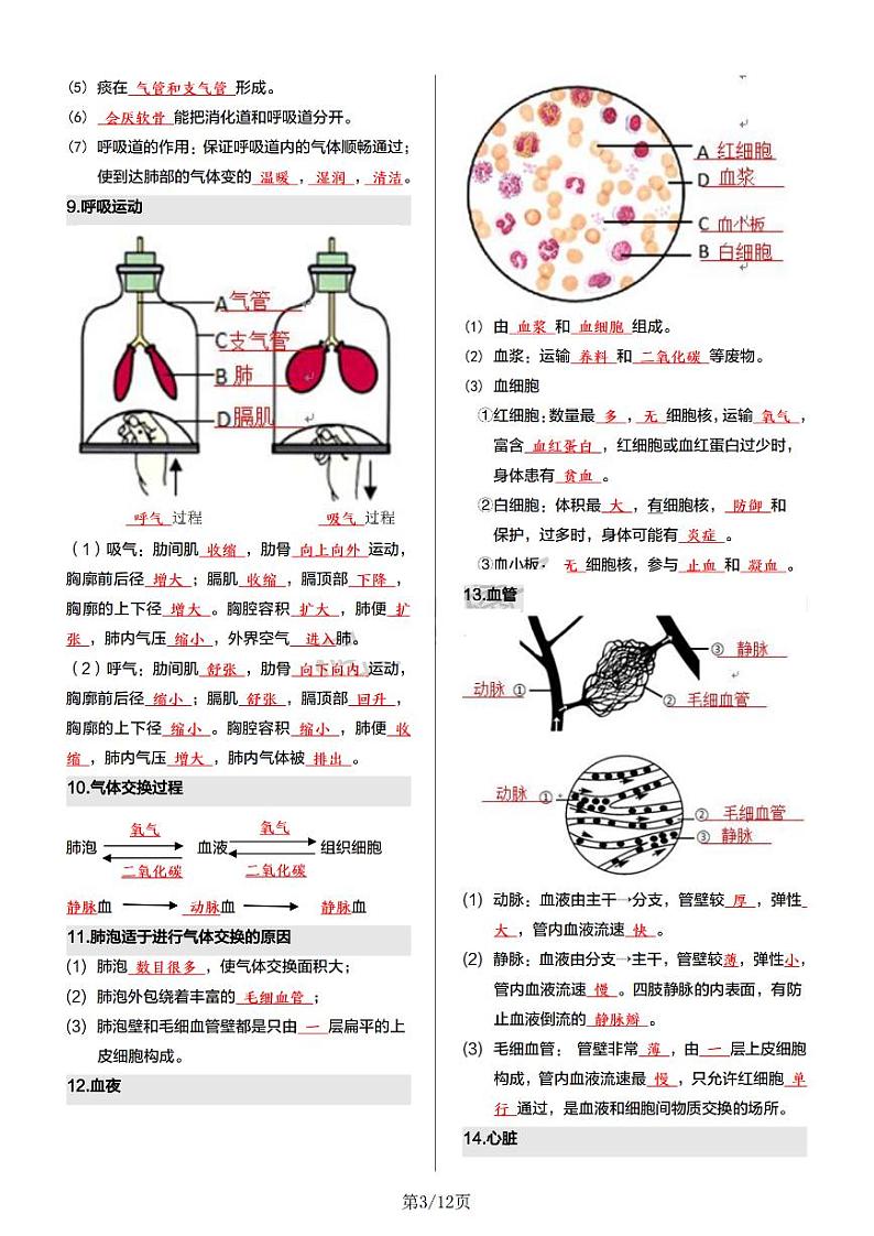 7年级下册人教版生物期末复习【核心记背册】学案第3页
