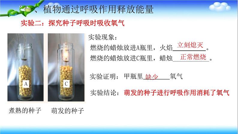 3.1.4 植物通过呼吸作用为生命活动提供能量 - 初中生物七年级下册 同步教学课件(济南版2024)第6页