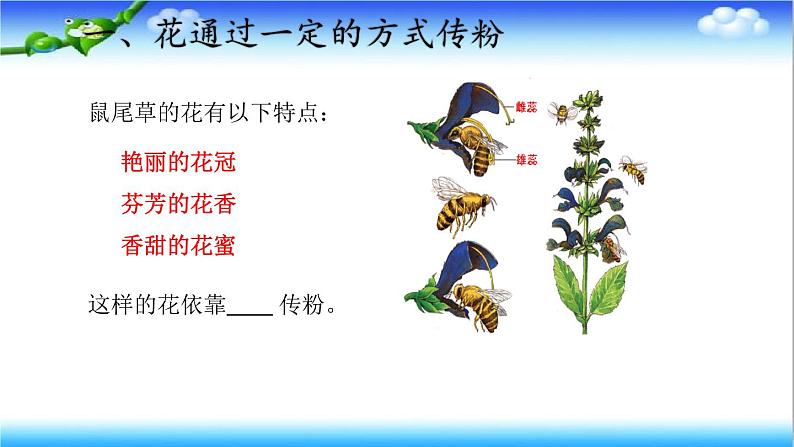 3.2.2 花经过传粉和受精后形成果实 - 初中生物七年级下册 同步教学课件(济南版2024)第6页