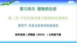 3.2.4 芽是未发育的枝条或花 - 初中生物七年级下册 同步教学课件（济南版2024）