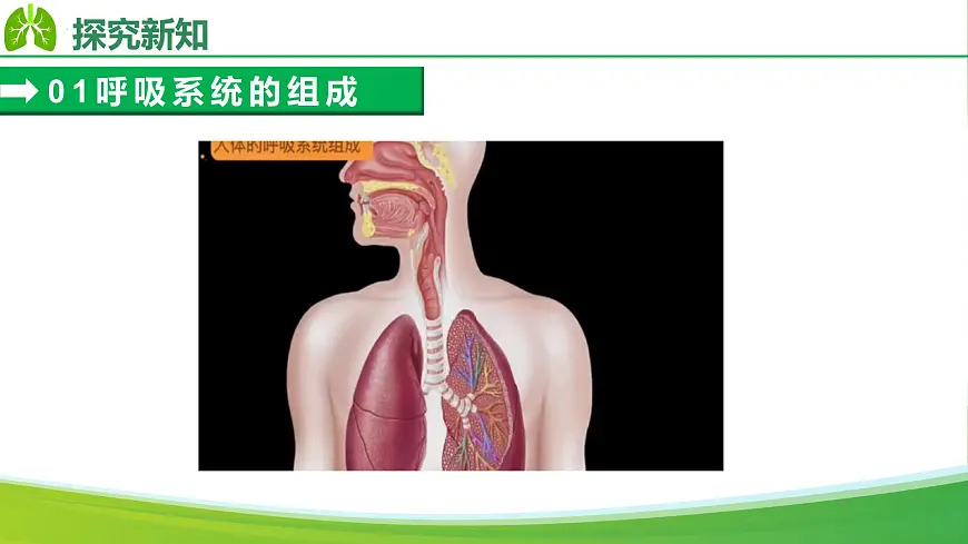 4.3.1 呼吸道对空气的处理(课件)-2024-2025学年七年级生物下册(人教版2024)第6页
