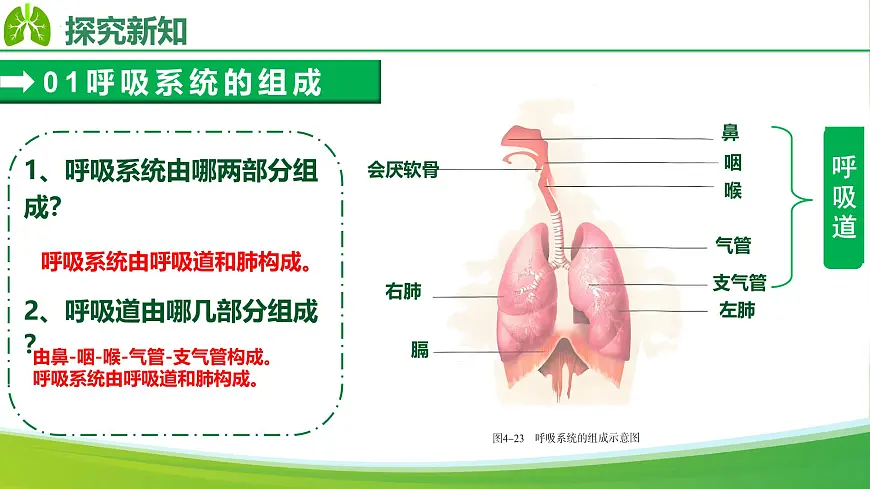4.3.1 呼吸道对空气的处理(课件)-2024-2025学年七年级生物下册(人教版2024)第7页
