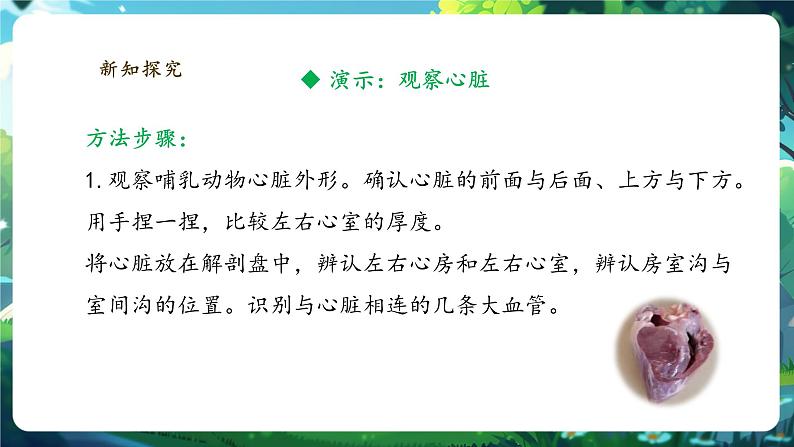 【大单元整体教学设计】北师大版生物七下4.7.2.2血液循环(第二课时)课件(共32张PPT)+视频素材第7页