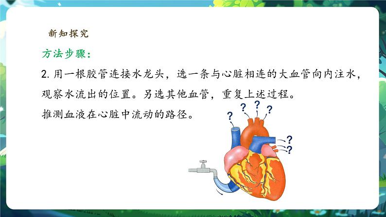 【大单元整体教学设计】北师大版生物七下4.7.2.2血液循环(第二课时)课件(共32张PPT)+视频素材第8页