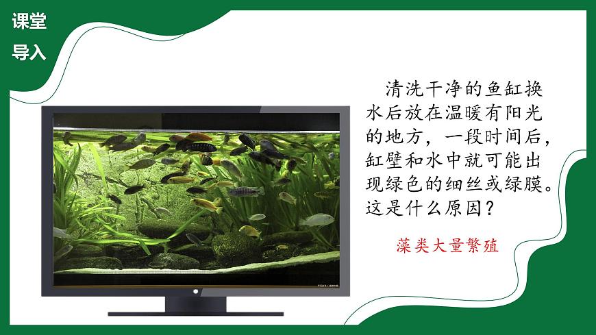 3.1.1 藻類(課件)-2024-2025學年六年級生物下冊(魯科版五四學制2024)第4頁