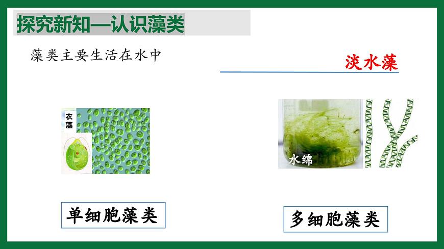 3.1.1 藻類（課件）-2024-2025學年六年級生物下冊（魯科版五四學制2024）第6頁