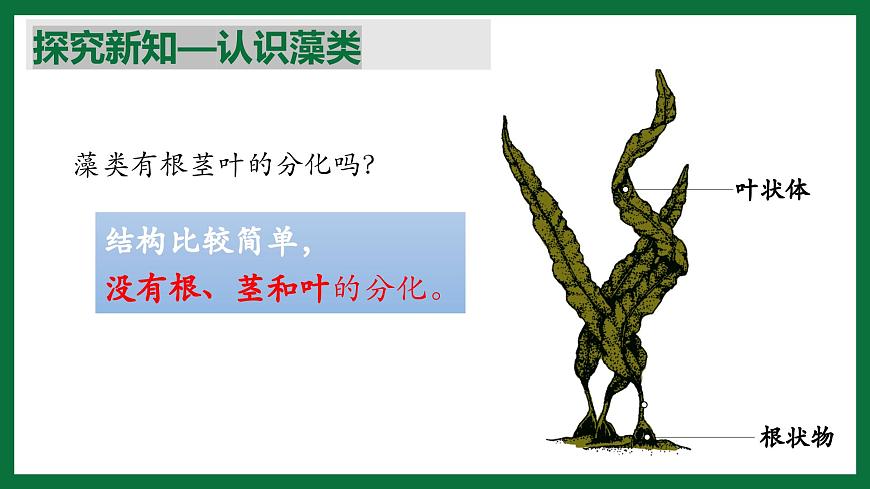 3.1.1 藻類（課件）-2024-2025學年六年級生物下冊（魯科版五四學制2024）第8頁