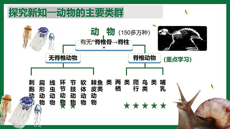 3.2.1 无脊椎动物(课件)-2024-2025学年六年级生物下册(鲁科版五四学制2024)第5页
