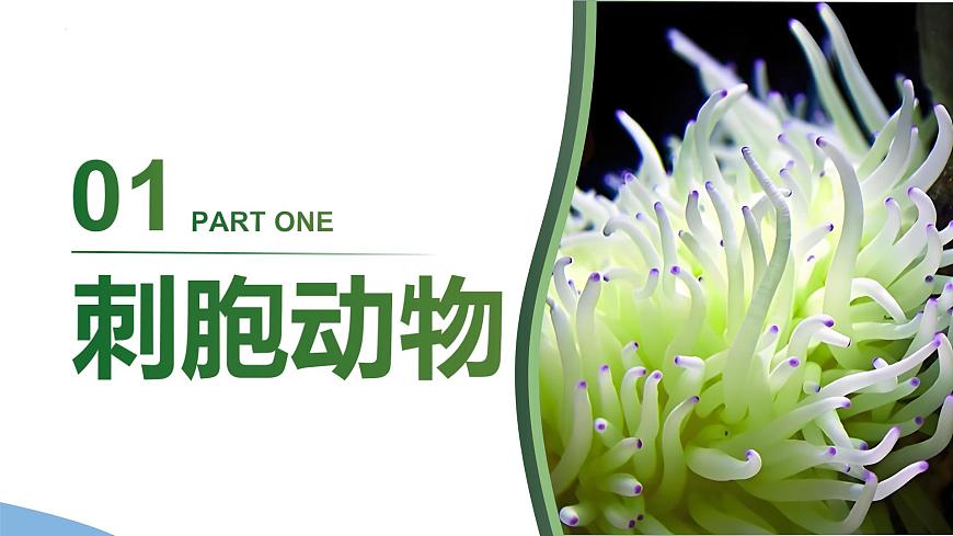 3.2.1 無脊椎動(dòng)物（課件）-2024-2025學(xué)年六年級(jí)生物下冊(cè)（魯科版五四學(xué)制2024）第7頁