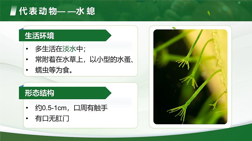 3.2.1 無脊椎動(dòng)物（課件）-2024-2025學(xué)年六年級(jí)生物下冊(cè)（魯科版五四學(xué)制2024）第8頁