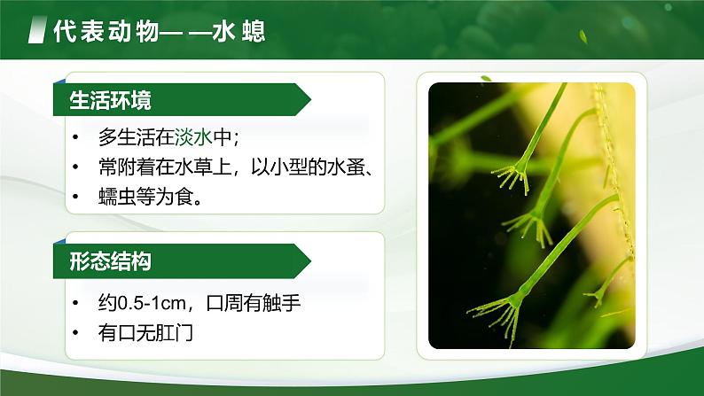 3.2.1 无脊椎动物(课件)-2024-2025学年六年级生物下册(鲁科版五四学制2024)第8页