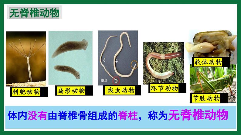 3.2.2 鱼类(课件)-2024-2025学年六年级生物下册(鲁科版五四学制2024)第6页