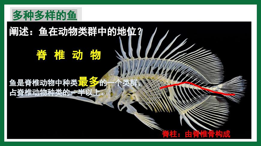 3.2.2 魚類（課件）-2024-2025學年六年級生物下冊（魯科版五四學制2024）第8頁
