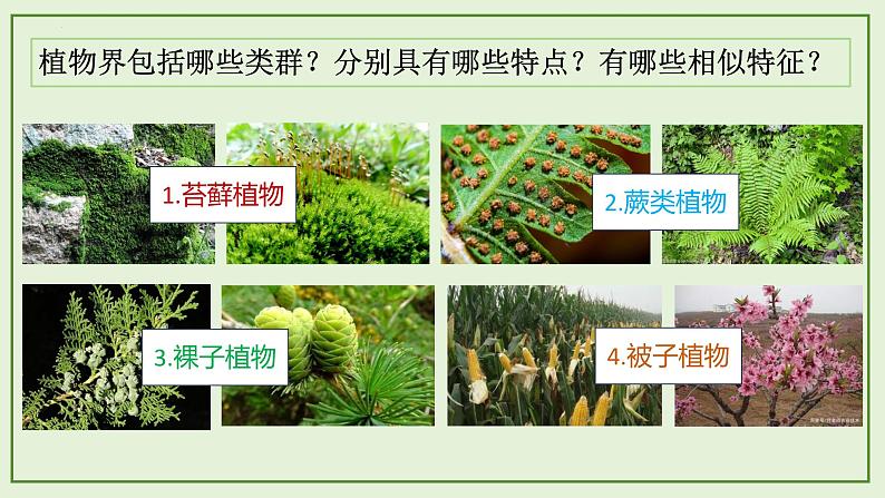 13.4 苔藓植物与蕨类植物- 2024-2025学年八年级生物下册同步课件(北京版2024)第3页
