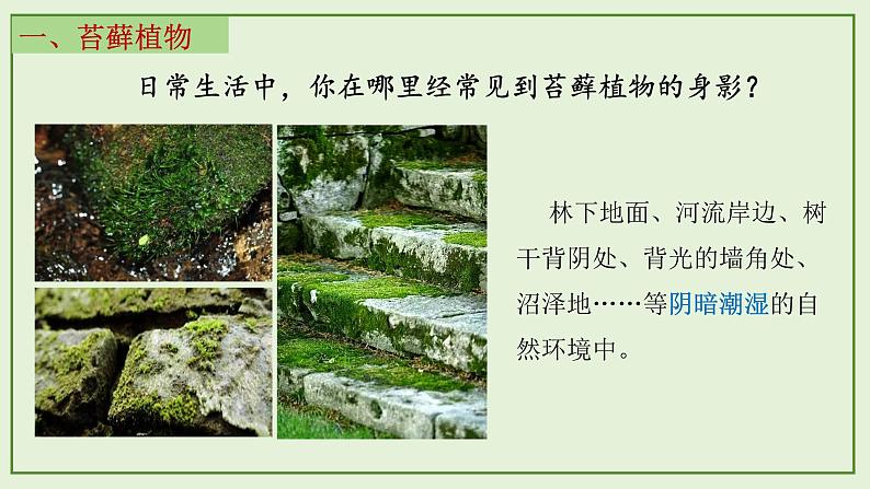 13.4 苔藓植物与蕨类植物- 2024-2025学年八年级生物下册同步课件(北京版2024)第6页