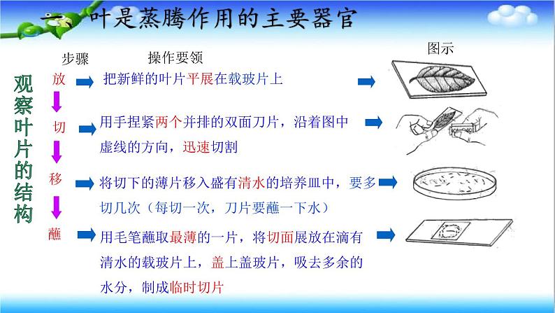 3.1.2 蒸腾作用促进植物对水的吸收和运输 - 初中生物七年级下册 同步教学课件(济南版2024)第5页