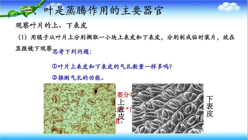 3.1.2 蒸腾作用促进植物对水的吸收和运输 - 初中生物七年级下册 同步教学课件(济南版2024)第7页