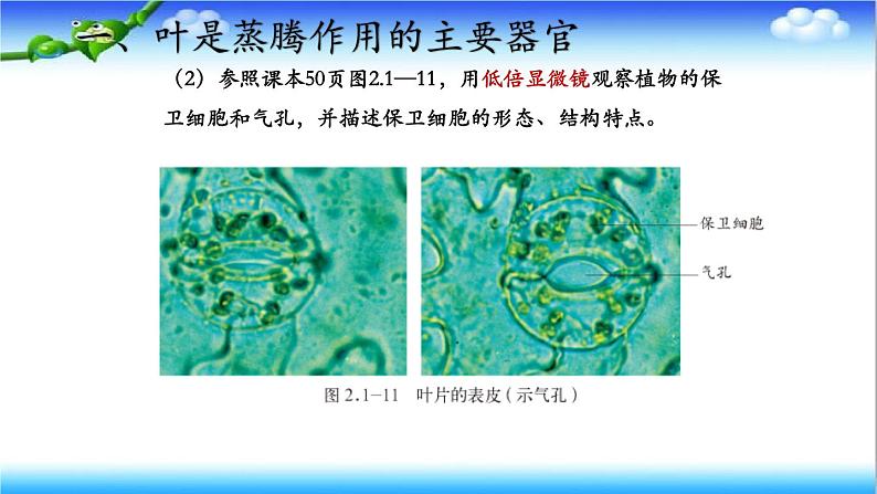 3.1.2 蒸腾作用促进植物对水的吸收和运输 - 初中生物七年级下册 同步教学课件(济南版2024)第8页