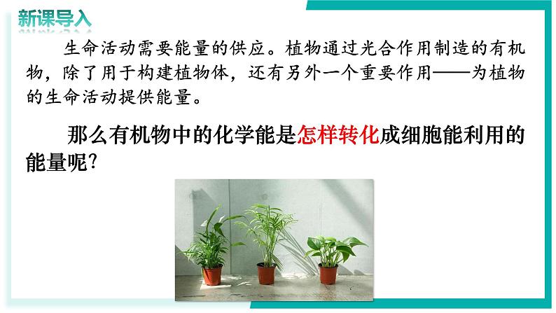 3.2.3 呼吸作用 - 初中生物七年级下册 同步教学课件(人教版2024)第3页