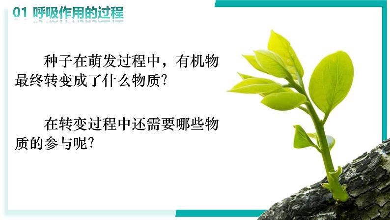 3.2.3 呼吸作用 - 初中生物七年级下册 同步教学课件(人教版2024)第7页