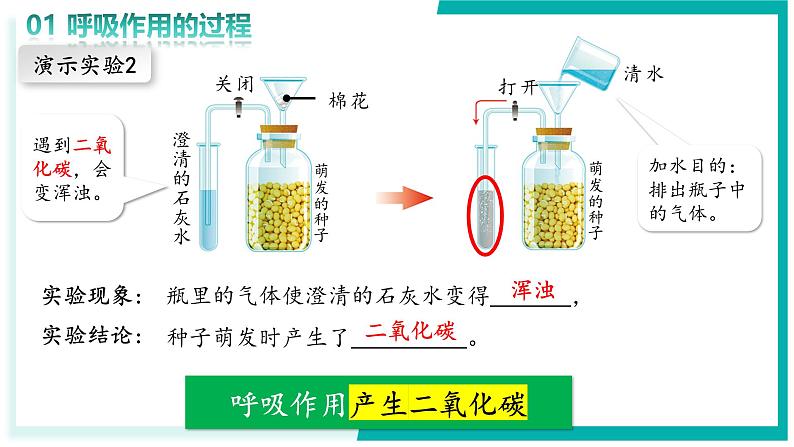 3.2.3 呼吸作用 - 初中生物七年级下册 同步教学课件(人教版2024)第8页