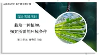 人教版(2024)七年级下册(2024)综合实践项目 栽培一种植物,探究所需的环境条件说课ppt课件
