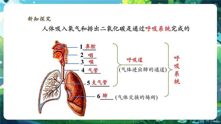 【大單元】北師大版生物七下 4.8.2.1人體細(xì)胞獲得氧氣的過程（第1課時(shí)） 課件(共26張PPT)第7頁