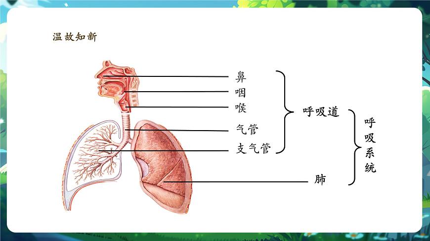 【大單元】北師大版生物七下 4.8.2.2人體細(xì)胞獲得氧氣的過程（第2課時） 課件(共27張PPT)第4頁