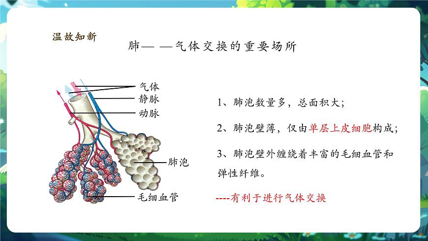 【大單元】北師大版生物七下 4.8.2.2人體細(xì)胞獲得氧氣的過程（第2課時） 課件(共27張PPT)第5頁