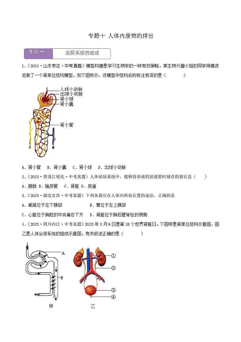 2022--2024年中考生物真题分类汇编-专题10 人体内废物的排出(原卷版)第1页