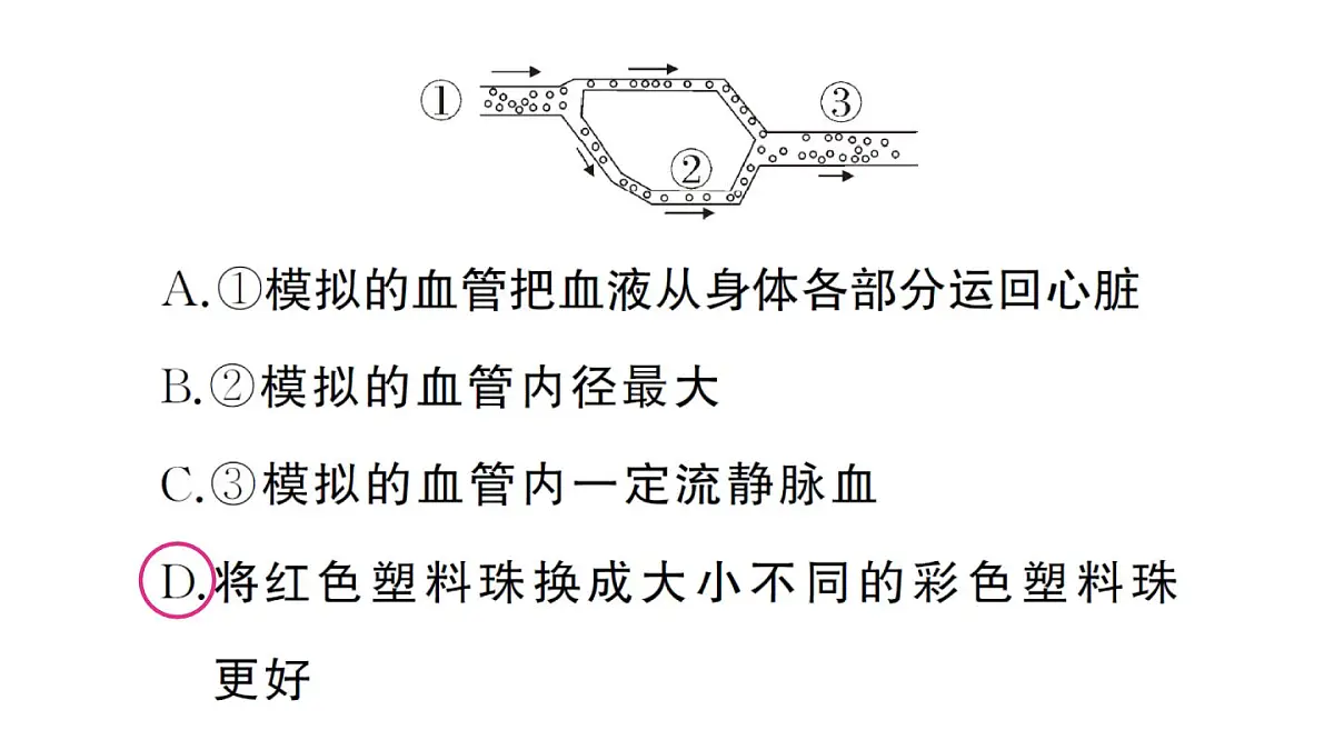 初中生物新人教版七年级下册第四单元第五章综合实践项目 设计并制作人体结构模型作业课件2025春第6页