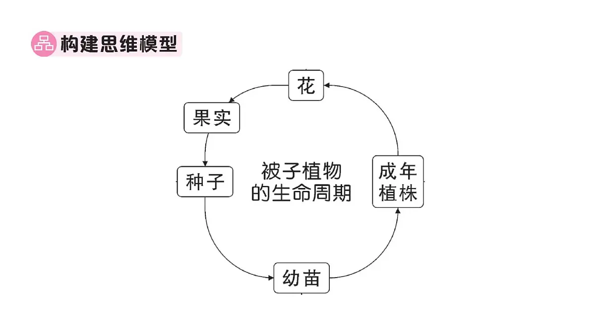 初中生物新人教版七年级下册期末大单元整合一 植物的生活作业课件2025春第2页