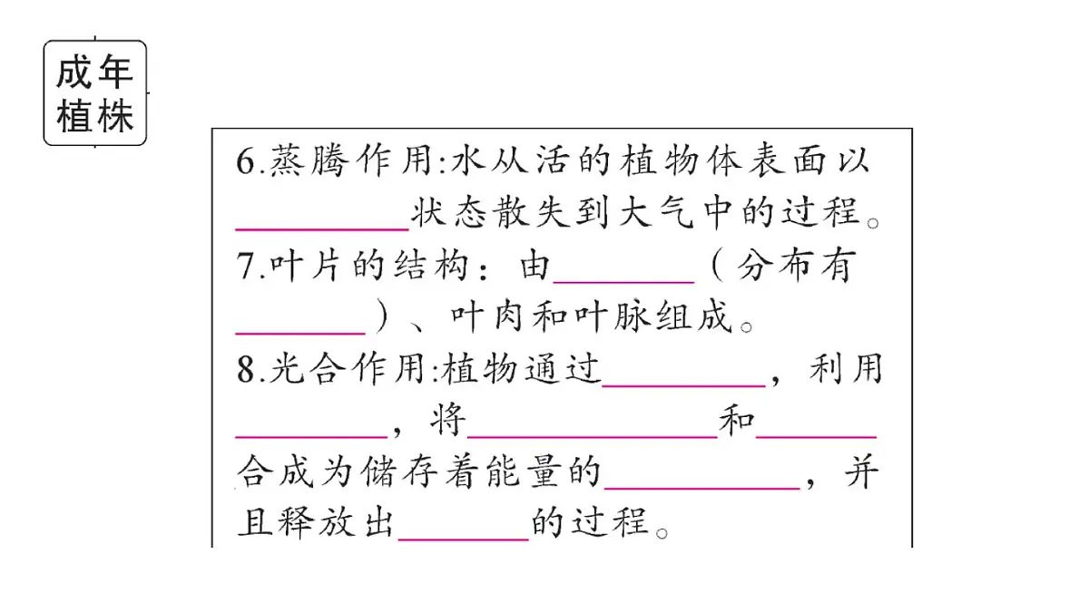 初中生物新人教版七年级下册期末大单元整合一 植物的生活作业课件2025春第5页