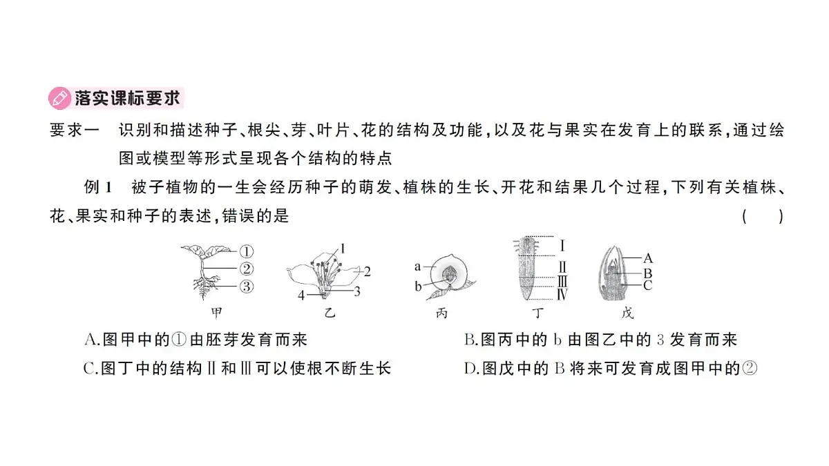 初中生物新人教版七年级下册期末大单元整合一 植物的生活作业课件2025春第8页