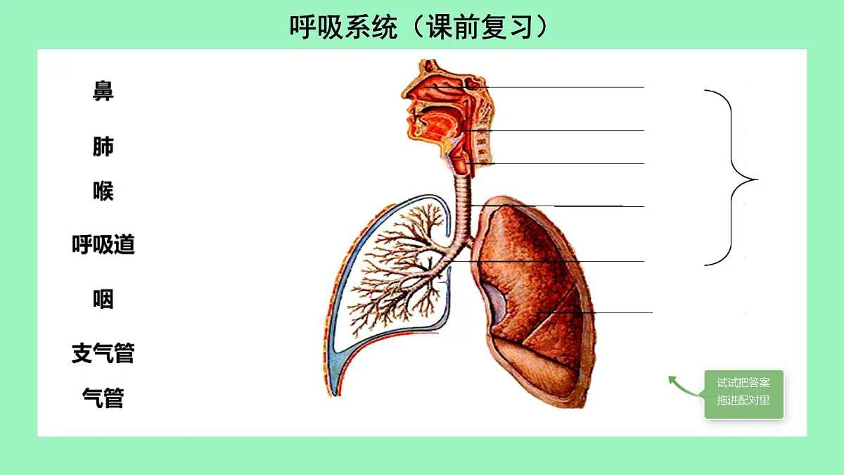 第8章第2节 人体细胞获得氧气的过程(第2课时)2025学年七年级生物下册(北大师版)课件第2页