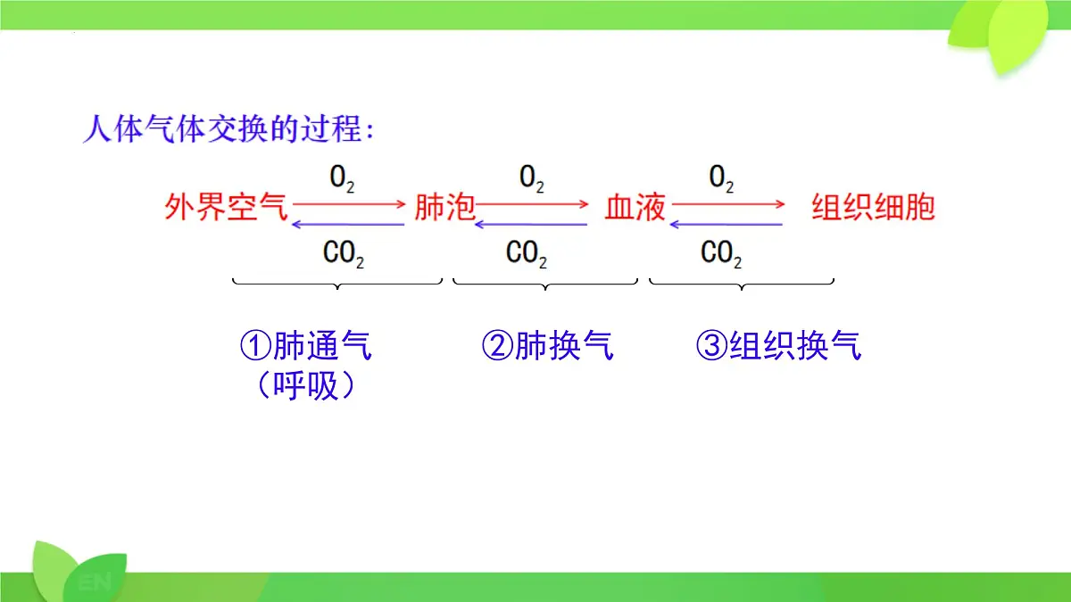 第8章第2节 人体细胞获得氧气的过程(第2课时)2025学年七年级生物下册(北大师版)课件第4页