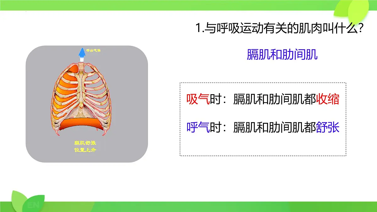 第8章第2节 人体细胞获得氧气的过程(第2课时)2025学年七年级生物下册(北大师版)课件第7页