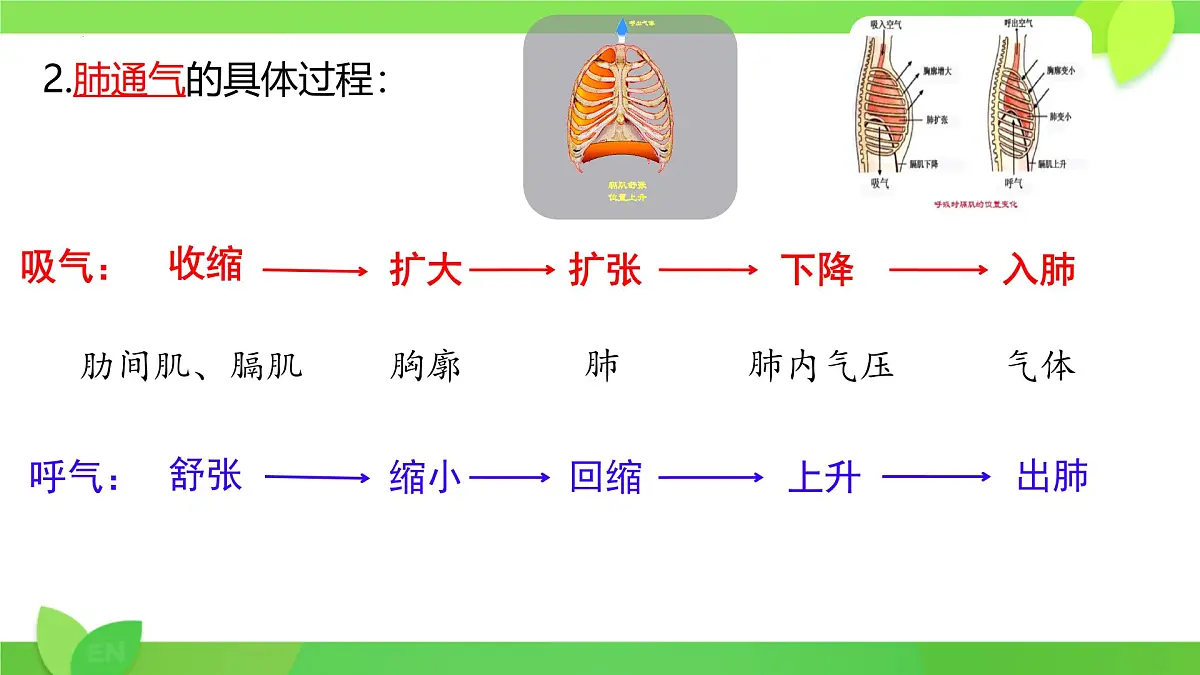 第8章第2节 人体细胞获得氧气的过程(第2课时)2025学年七年级生物下册(北大师版)课件第8页