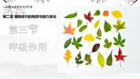 初中生物人教版(2024)七年级下册(2024)呼吸作用精品课件ppt