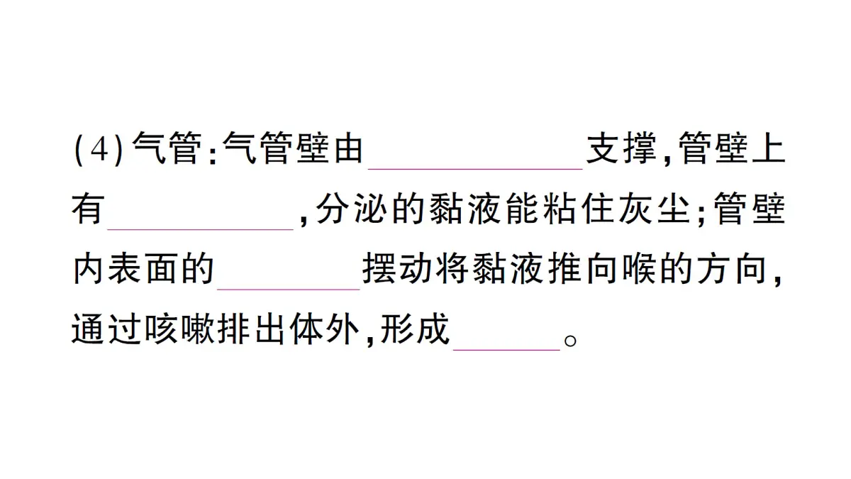 初中生物新北师大版七年级下册第4单元第8章 第2节第1课时 呼吸系统的组成与功能呼吸运动作业课件2025春第5页