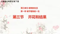 人教版（2024）七年级下册（2024）开花和结果一等奖ppt课件