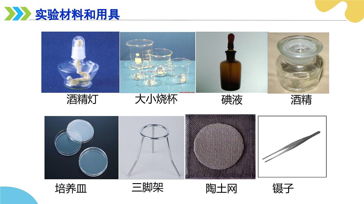 苏科版生物七年级下册 —第十二章 第1节 植物是生物圈中的生产者 PPT课件第6页